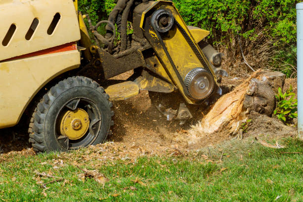 Best Tree Trimming and Pruning  in Fort Dick, CA